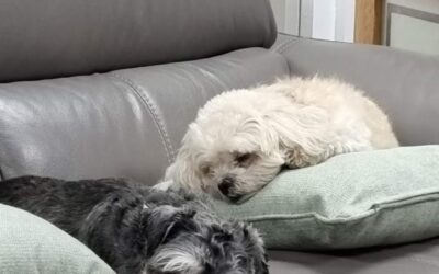 Pet Friendly Burglar Alarms