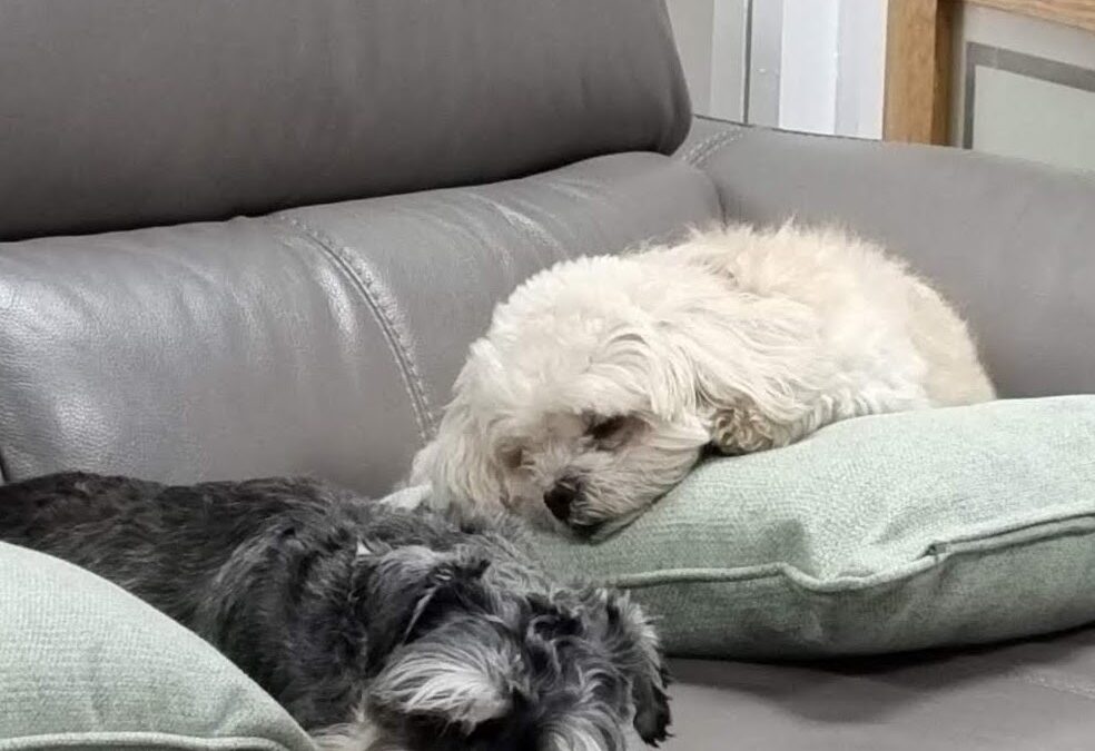 Pet Friendly Burglar Alarms